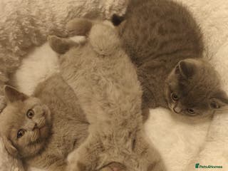 British Shorthair cats 🏆 Just 1 lilac girl 1 blue girl left*** 🏆 - Advert 4