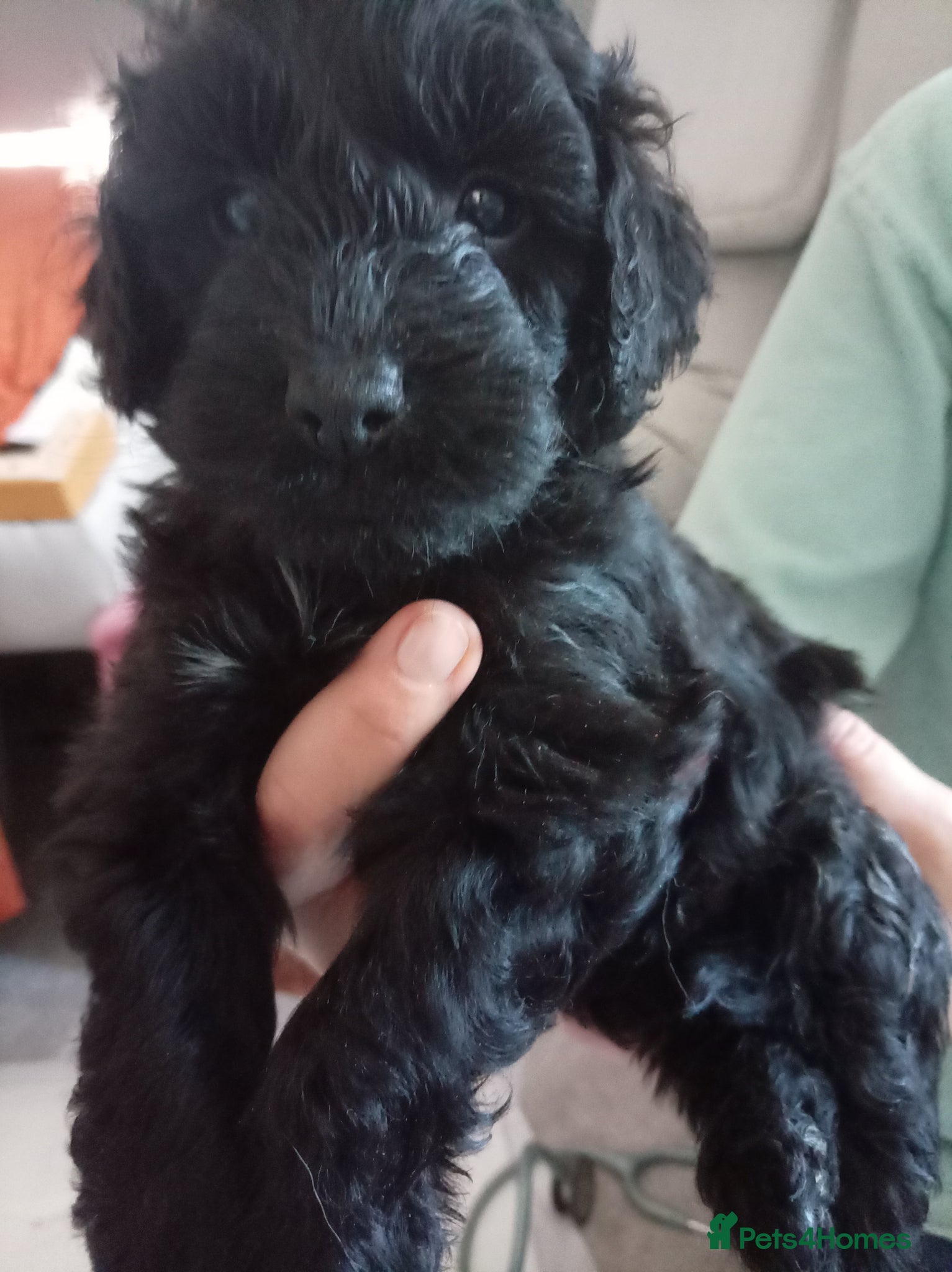 Mini Goldendoodle dogs REDUCED low shedding stunning puppies  - Advert 2