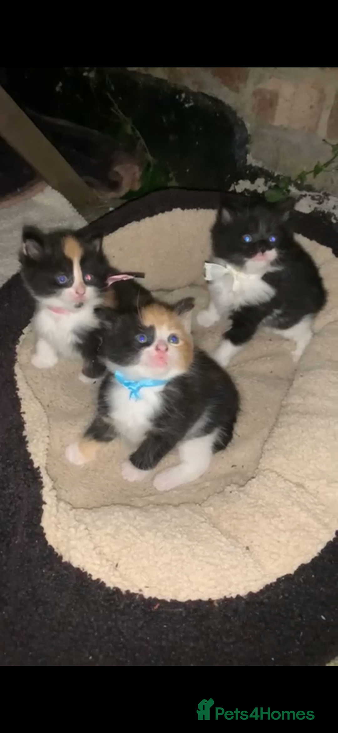 Mixed Breed cats for sale: Kittens for sale  - Image 21