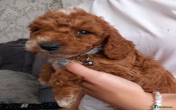 Cockapoo dogs for sale: Red cockapoo puppies - Image 20