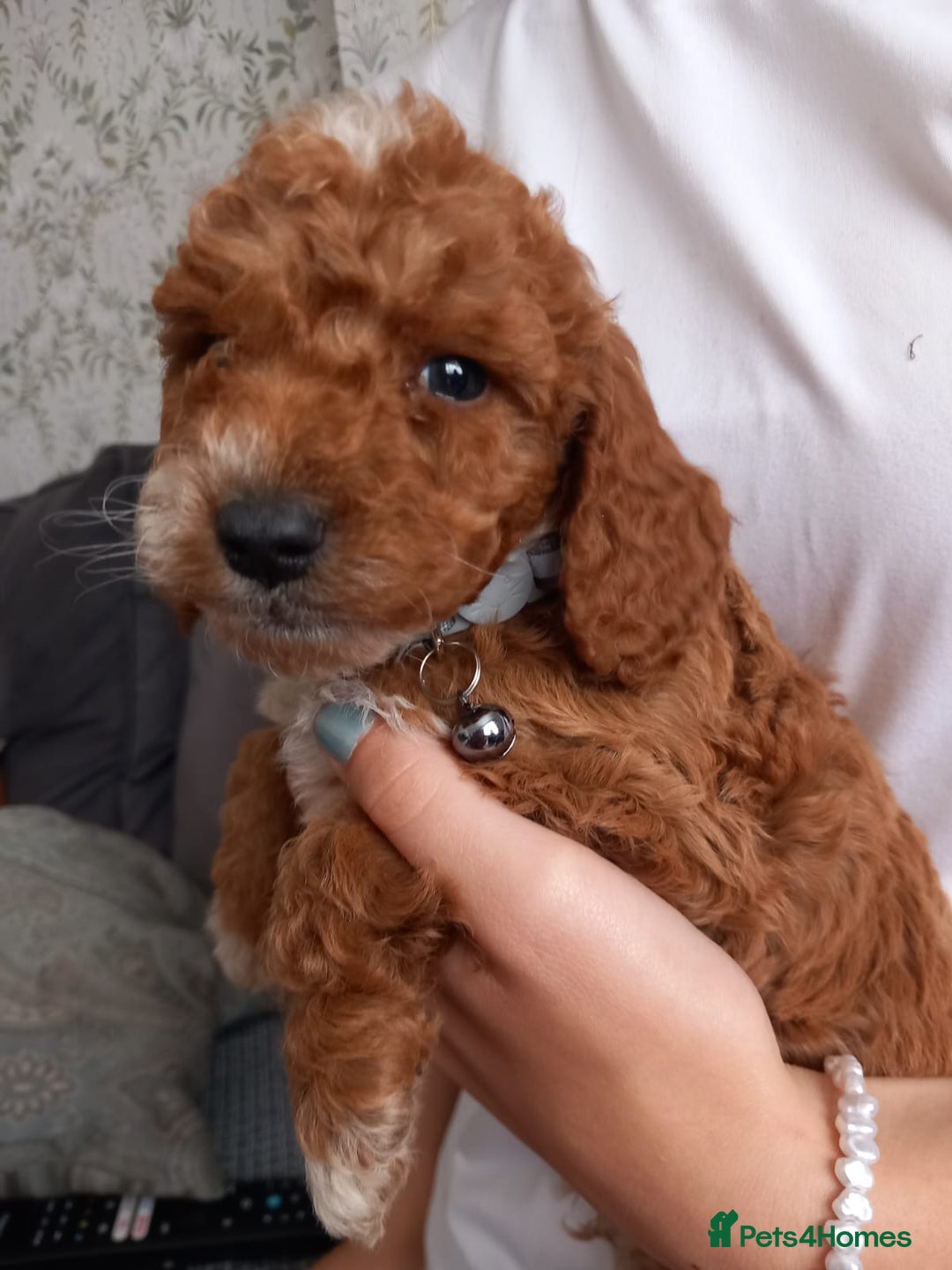 Cockapoo dogs for sale: Red cockapoo puppies - Image 20