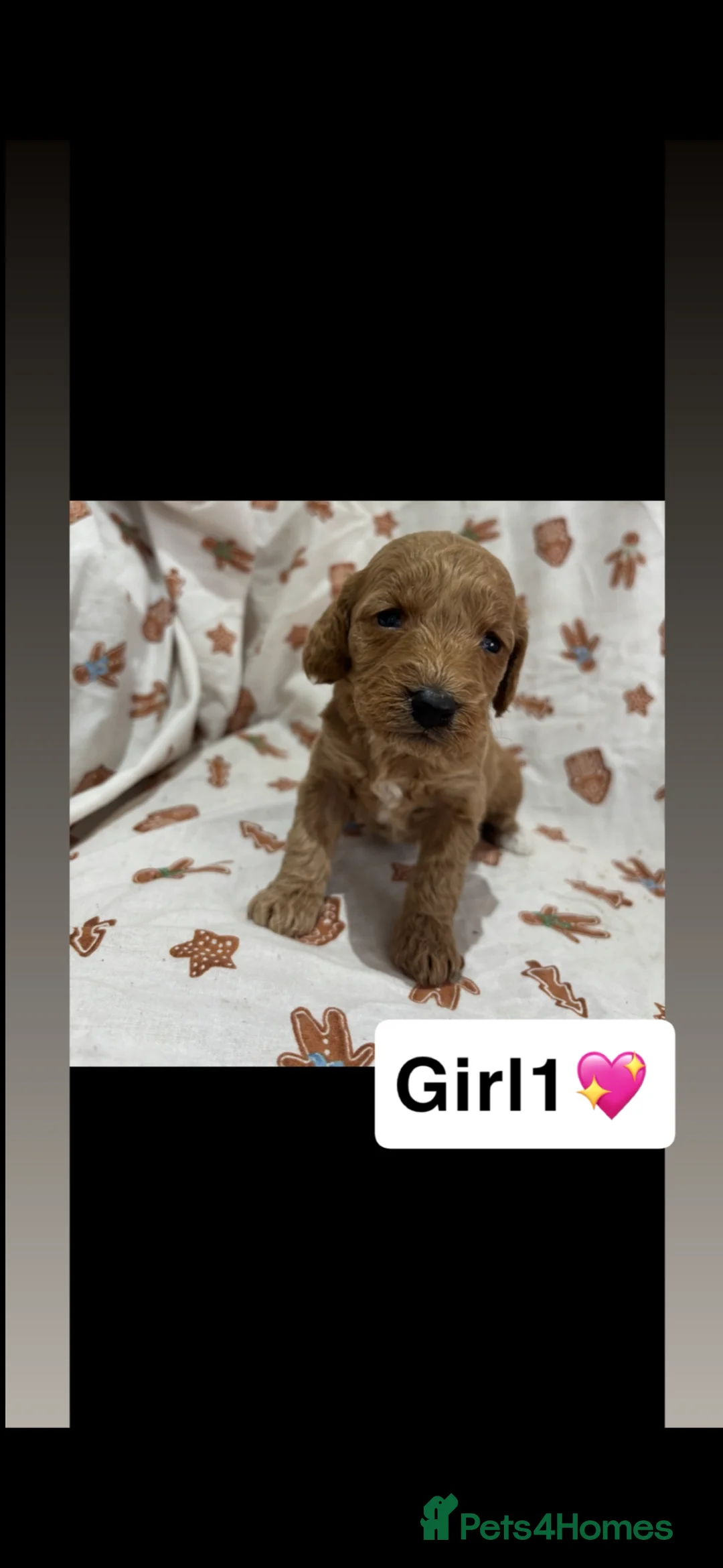 Cockapoo dogs for sale: Cockapoo puppy’s  - Advert 2