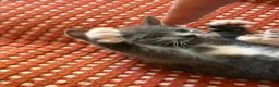 Mixed Breed cats for sale: BEAUTIFUL GREY KITTEN - Advert 4