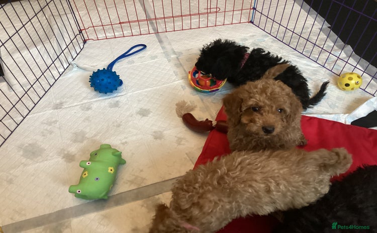 Doxiepoo dogs - Advert 2