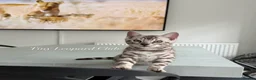 Bengal cats for sale: Stunning Snow Bengals - TICA Full Pedigree  - Advert 25