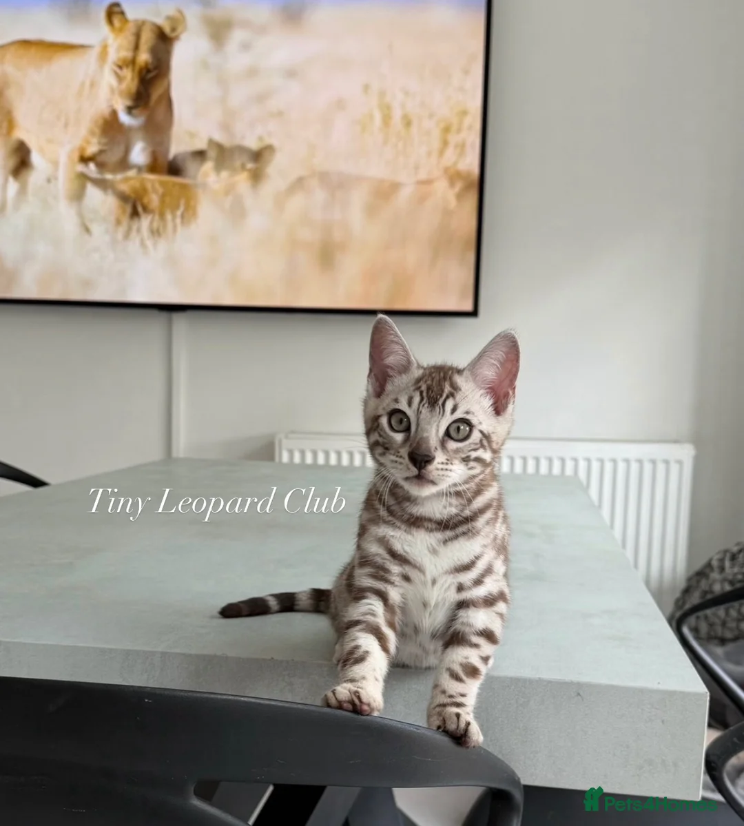 Bengal cats for sale: Stunning Snow Bengals - TICA Full Pedigree  - Advert 25