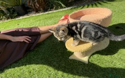 Bengal cats for sale: Bengal Cloud kittens / Maine coon - Image 20
