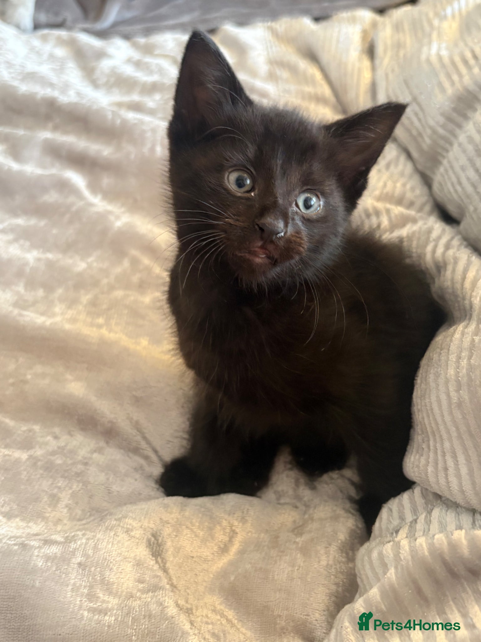 Mixed Breed cats Half maincoon - Advert 17