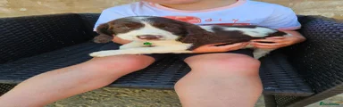 Cocker Spaniel 2
