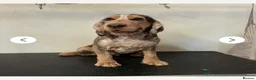 Cocker Spaniel dogs for sale: Beautiful loving boy - Advert 5