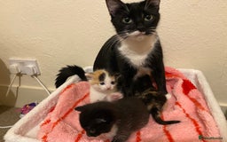 Domestic Shorthair cats for sale: 🐾 3 Beautiful Kittens Looking for Loving 🐾 🐾  - Image 9