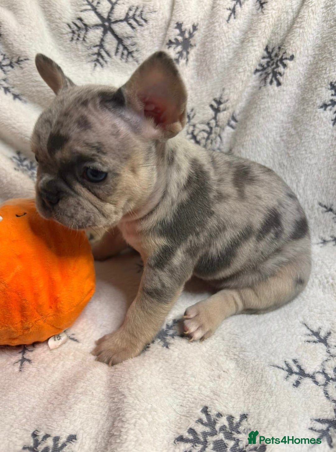 French Bulldog dogs for sale: Gorgeous French Bulldog Puppies - Advert 10
