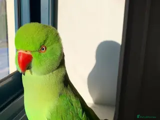 Parrots birds Baby ring neck talking parrot - Advert 9