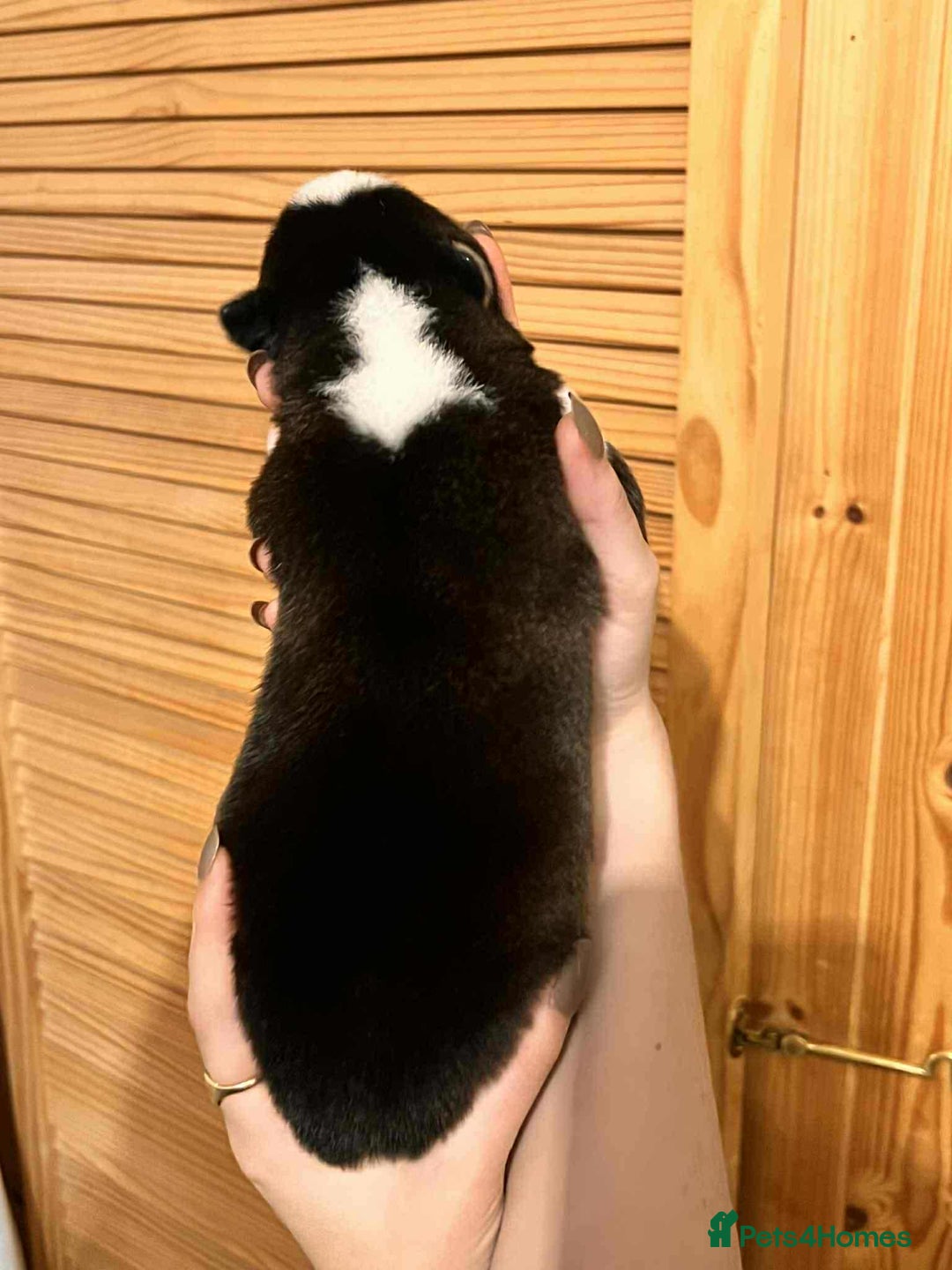 Siberian Husky dogs for sale: Siberian Husky Puppies - Advert 4