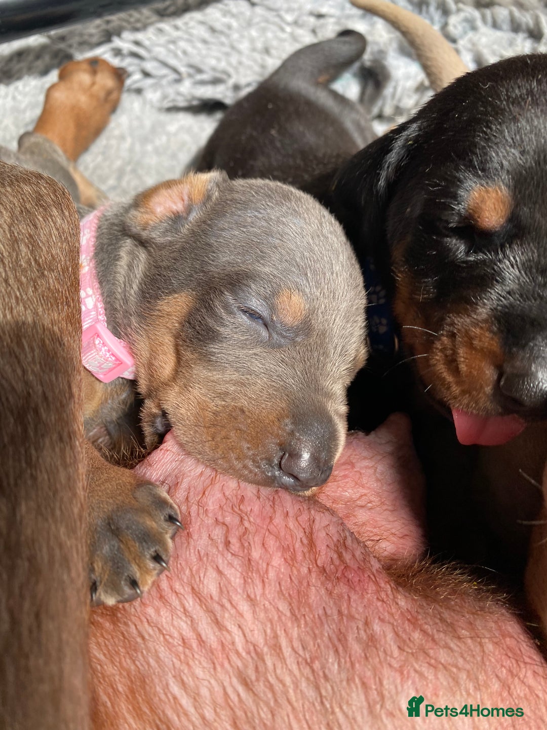 Dobermann dogs for sale: KC REGISTERED DOBERMAN ( 11 months old : Intact) - Advert 39