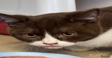 British Shorthair cats - Advert 9
