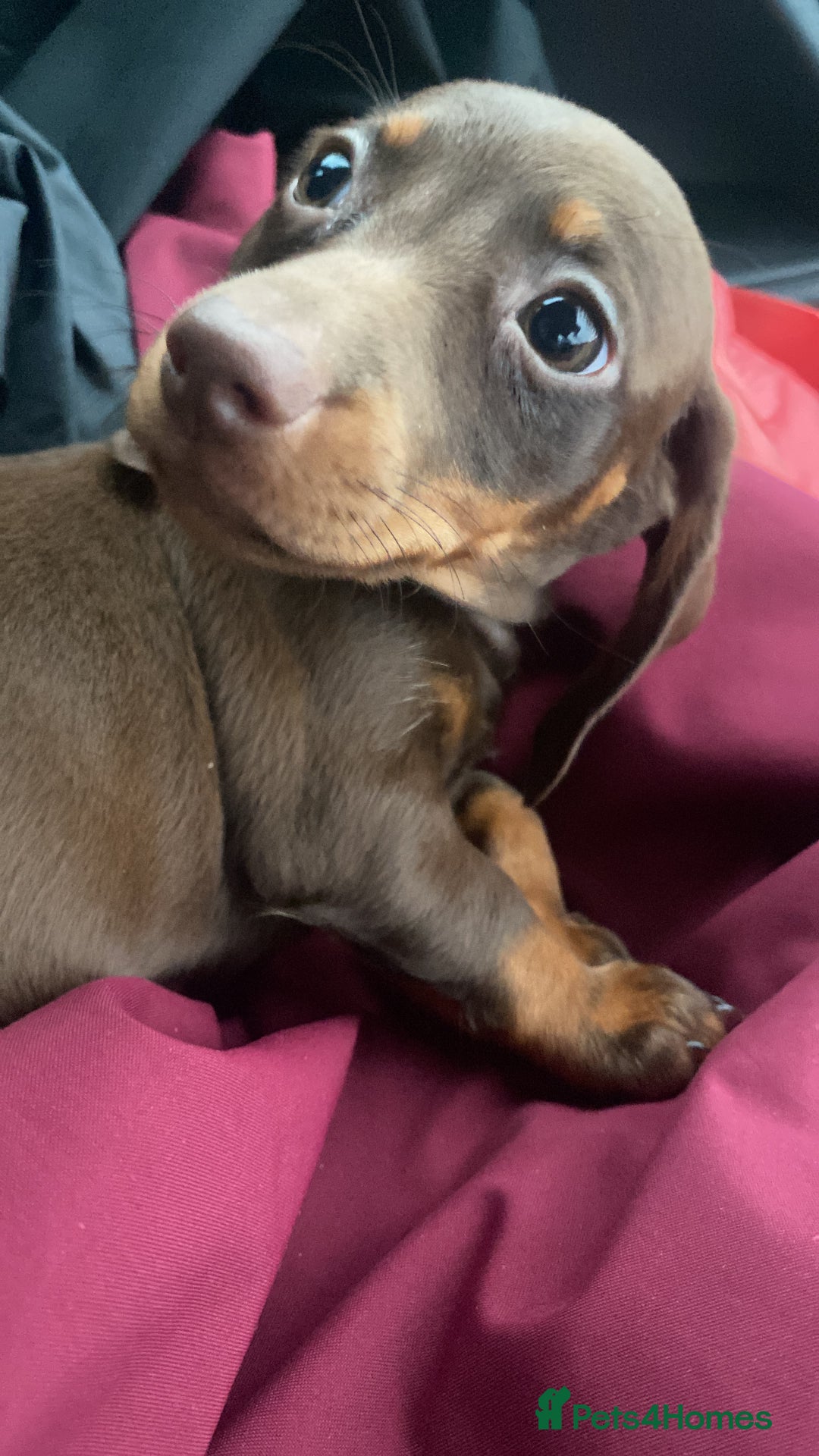 Dachshund dogs for sale: Miniature dachshund female - Advert 6