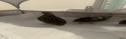 Quail poultry for sale: Unsexed Coturnix Quail just over 4 weeks old in Beckenham - Advert 2