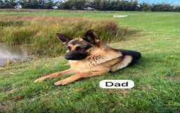 German Shepherd dogs for sale: German Shepherd Puppies Family-Raised 🐾 - Advert 3
