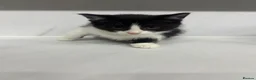 Mixed Breed cats for sale: Half Russian blu - Advert 18