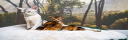 Abyssinian cats for sale: Ruddy Abyssinians Kittens-Outstanding Pedigree  - Advert 19