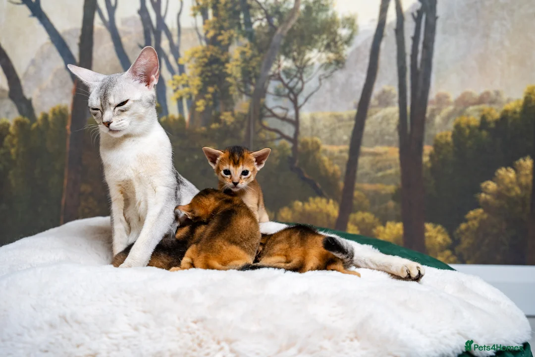 Abyssinian cats for sale: Ruddy Abyssinians Kittens-Outstanding Pedigree  - Advert 19
