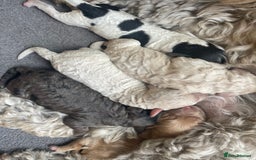 Cockapoo dogs for sale: Cockerpoo ready now blue roan tri - Image 7