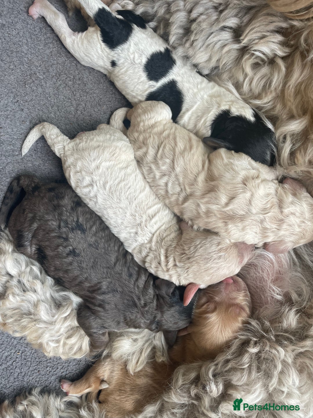 Cockapoo dogs for sale: Cockerpoo ready now blue roan tri - Image 7