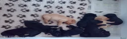Labrador Retriever dogs for sale: FTCH Sired, K C Reg, Extensively Health Tested - Advert 9