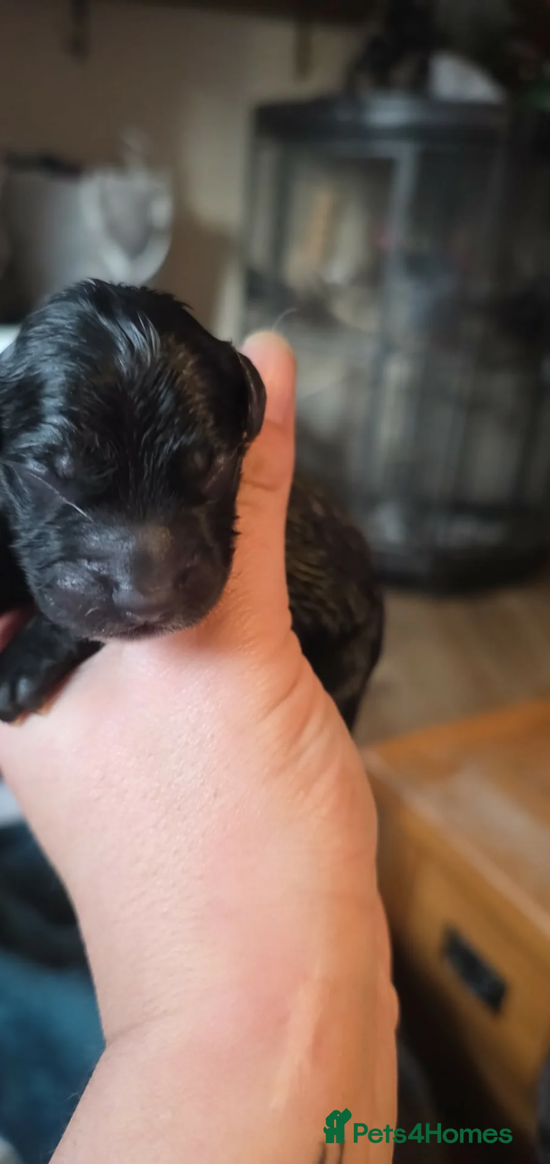 Mixed Breed dogs for sale: Spinger spaniel×german sheppard pups - Advert 11