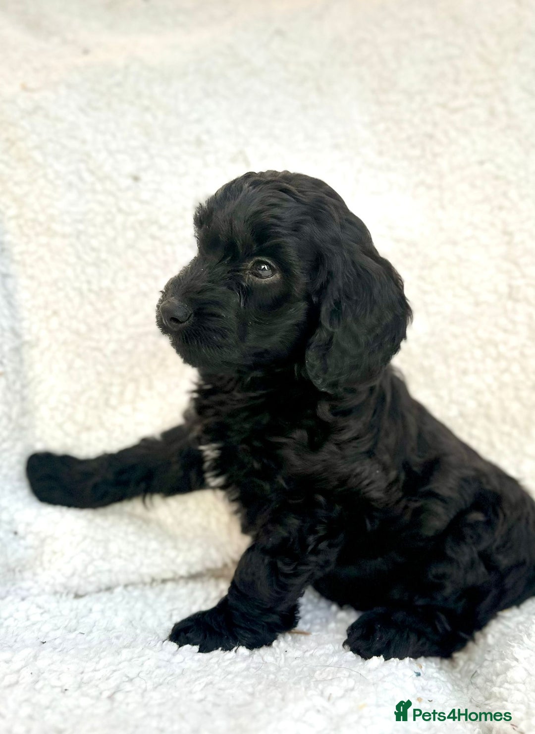 Cockapoo dogs for sale: 2 beautiful Cockapoo puppies left  - Advert 3