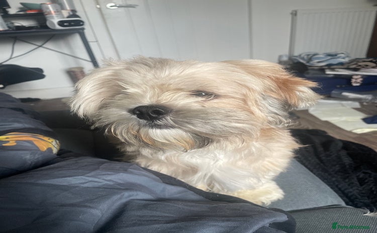 Lhasa Apso dogs - Advert 3