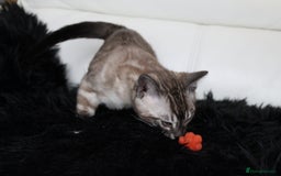 Bengal cats for sale: Stunning Bengal kittens - Image 15