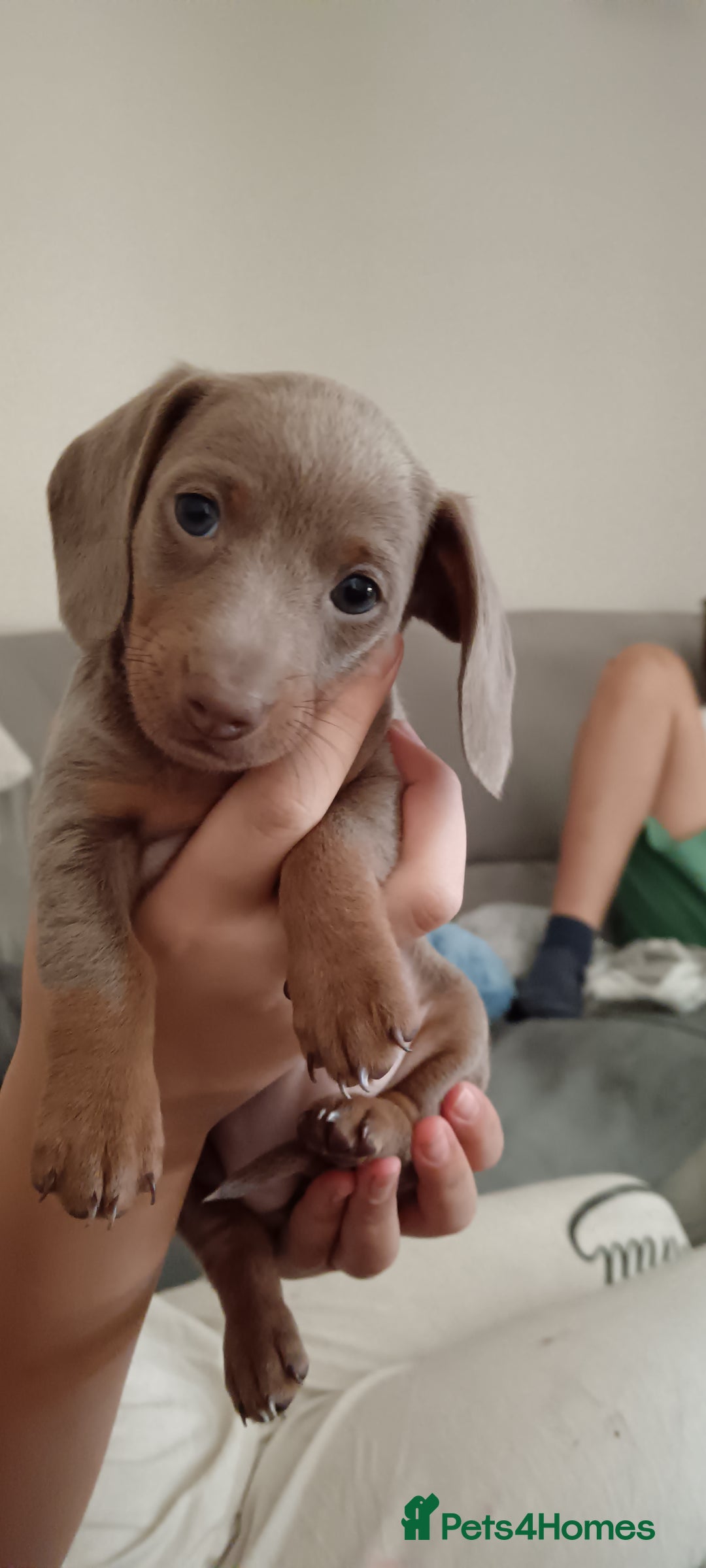 Miniature Dachshund dogs for sale: Stunning Mini Dachshund*1 LH Boy & 1 SH Girl left* - Image 27