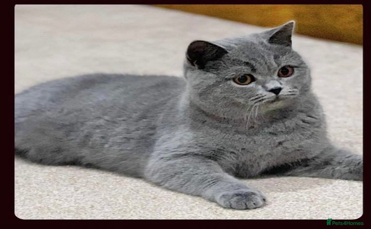 British Shorthair cats - Advert 14