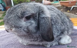 Mini Lop rabbits for sale: Friendly Baby rabbits  Vac RHD2 YURVAC - Image 13