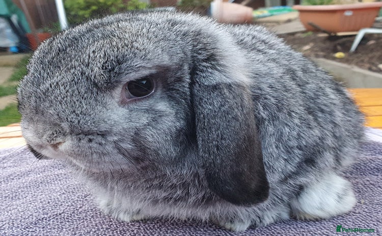 Mini Lop rabbits for sale - Advert 4