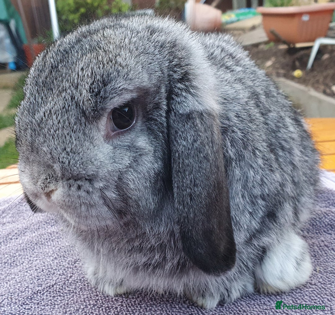 Mini Lop rabbits for sale: Friendly Baby rabbits  Vac RHD2 YURVAC - Image 13
