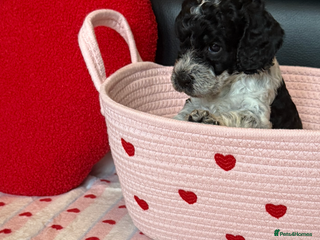 Cockapoo dogs Beautiful Cockapoo Puppies - Advert 12