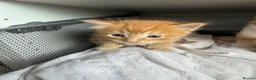Domestic Shorthair cats for sale: Stunning Domestic Shorthair Kittens - Advert 16