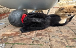 Chow Chow dogs for sale:  🐾 LAST TWO Ready to go STUNNING GIRL chow chows* - Image 29
