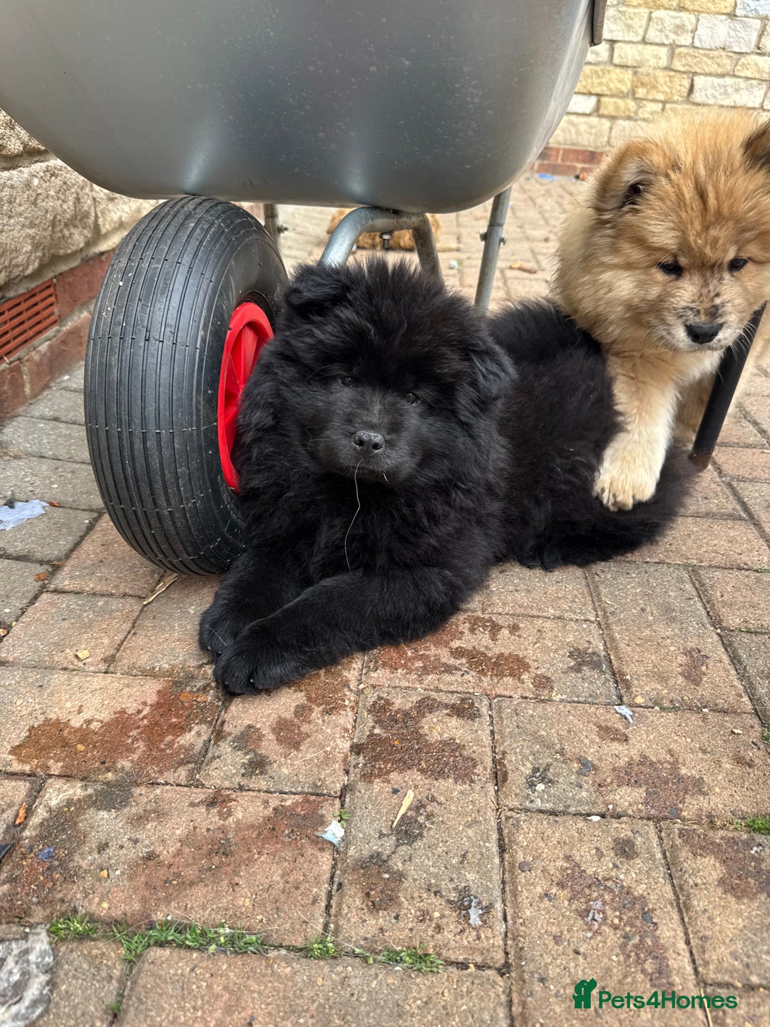 Chow Chow dogs for sale:  🐾 LAST TWO Ready to go STUNNING GIRL chow chows* - Image 29
