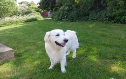 Golden Retriever dogs for sale: 2 female Golden Retrievers puppies - Image 11