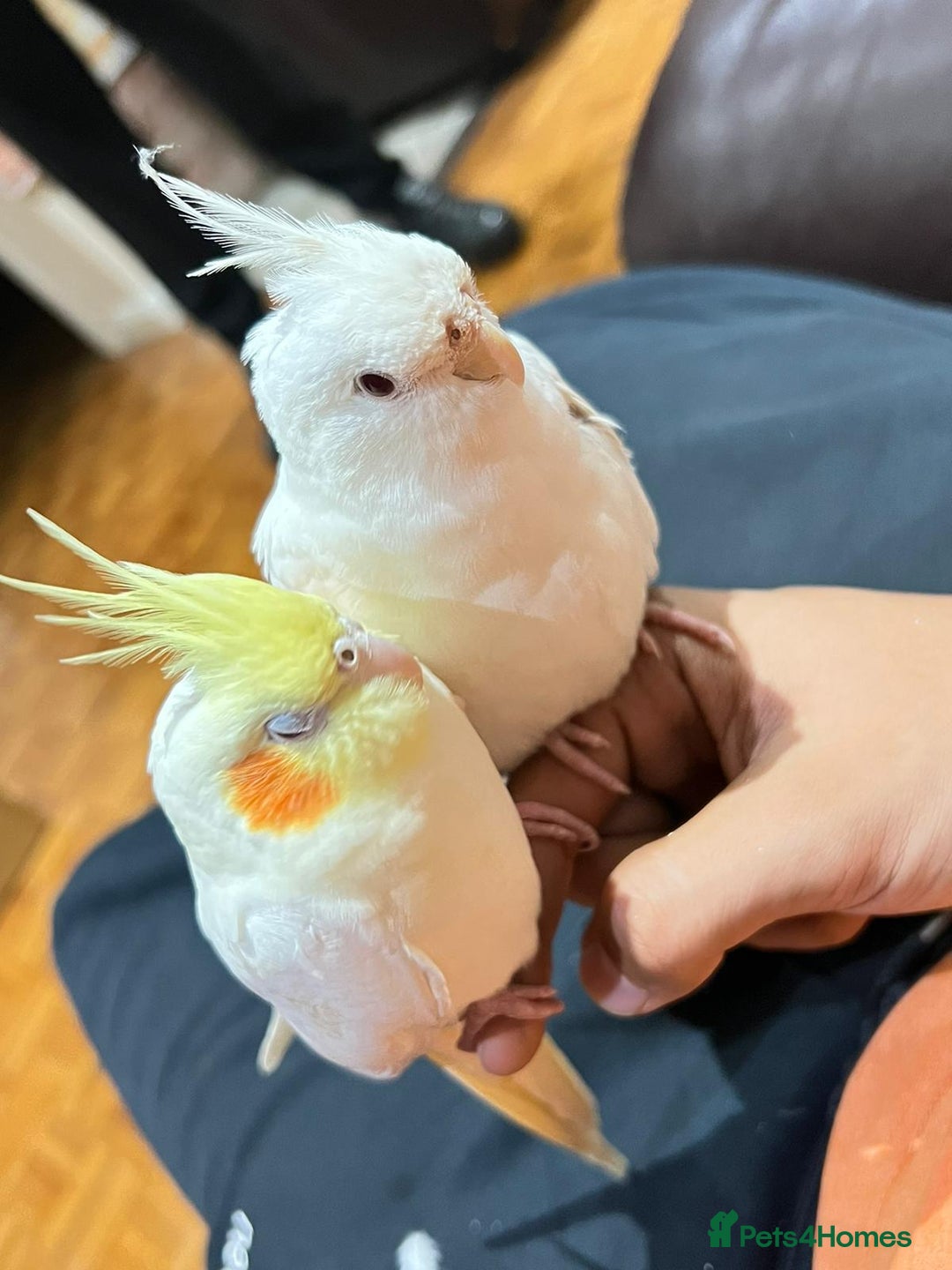Cockatiels birds for sale: Cockateils breeding pair - Image 7