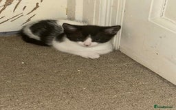 Domestic Shorthair cats for sale: 3 adorable kittens for sale  - Image 4