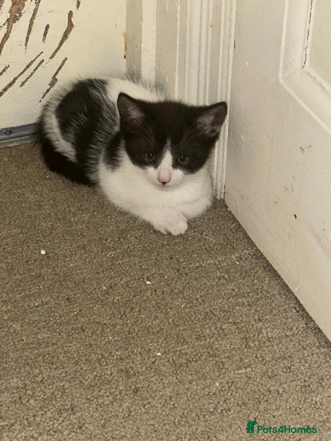 Domestic Shorthair cats for sale: 3 adorable kittens for sale  - Image 4