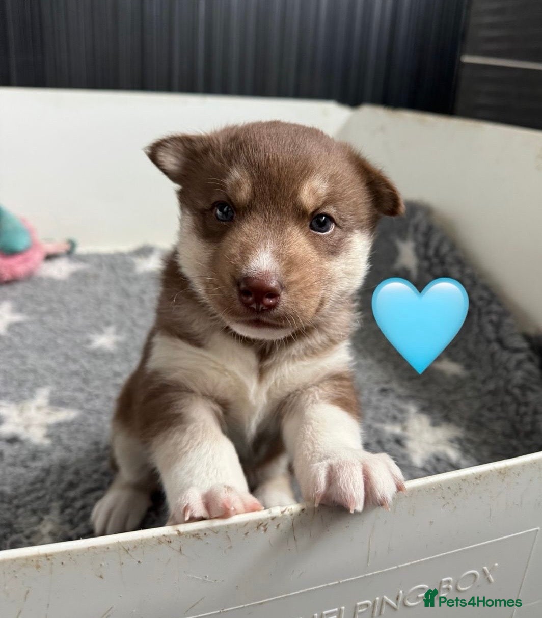 Siberian Husky dogs ✨Exceptional KC Reg Husky Puppies✨ - Advert 6