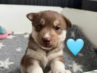 Siberian Husky dogs ✨Exceptional KC Reg Husky Puppies✨ - Advert 6