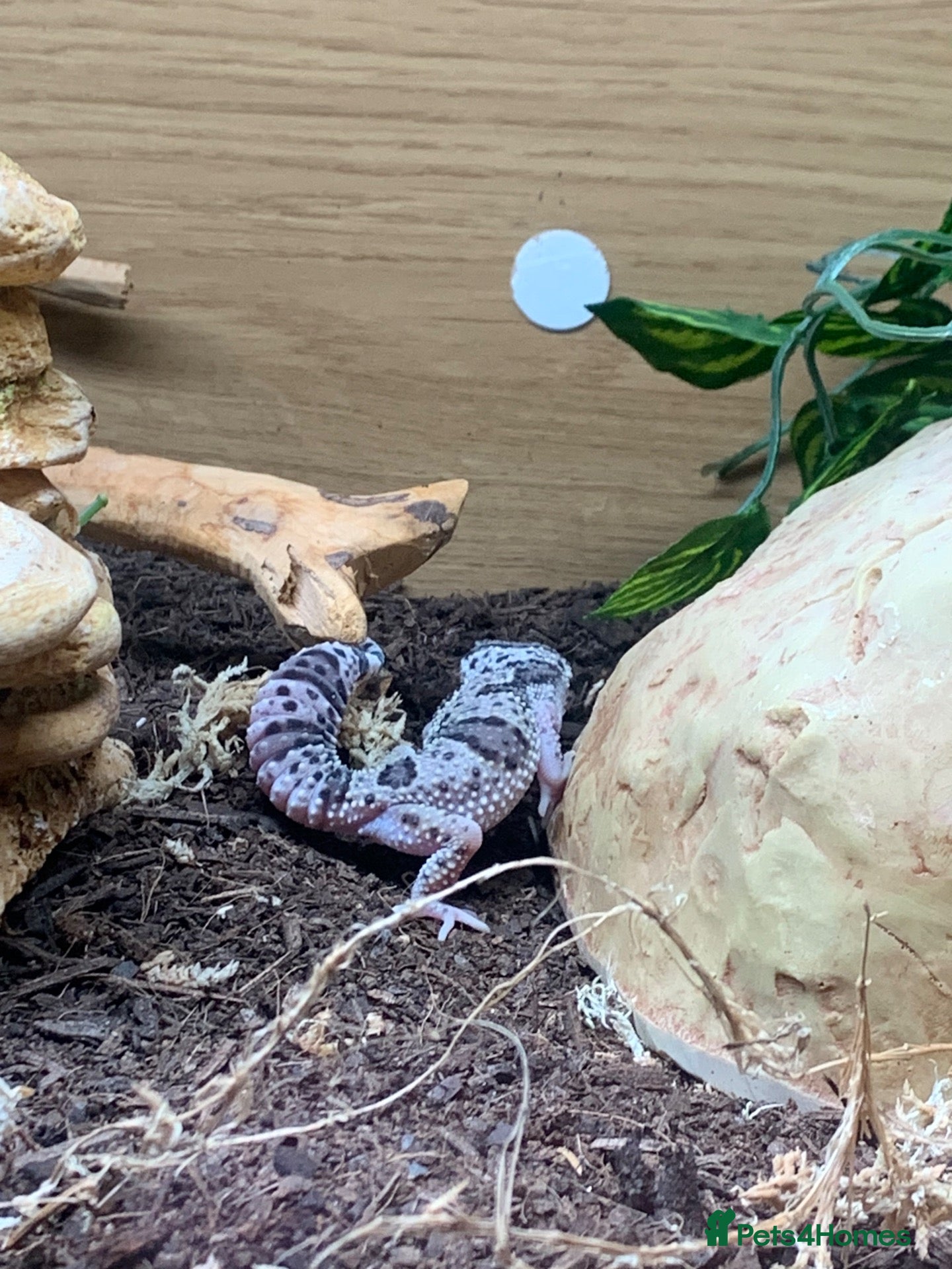 Leopard Gecko reptiles Leopard gecko - Advert 5