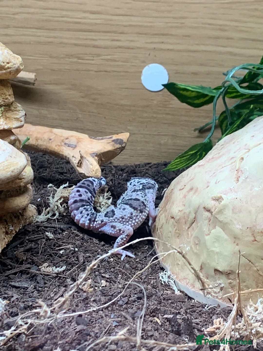 Leopard Gecko reptiles for sale: Leopard gecko in Dunmow - Advert 1